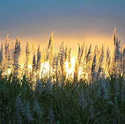 Image - Cane flower and sunset